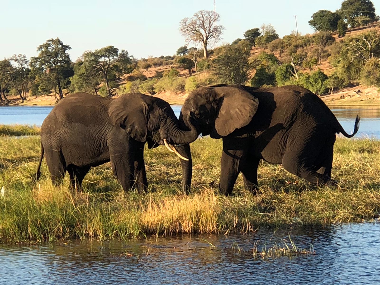 Chobe
