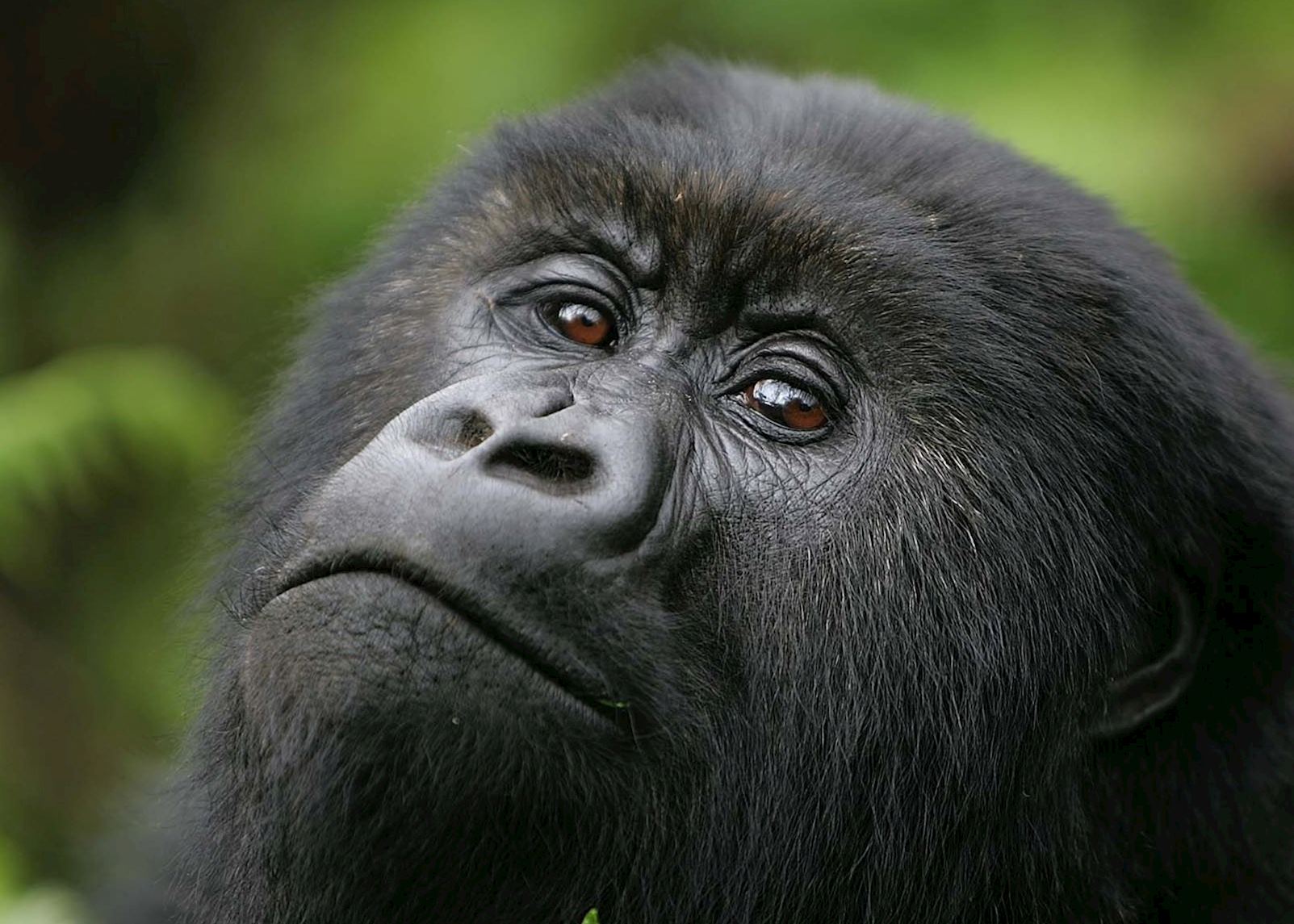 Gorilla Trek
