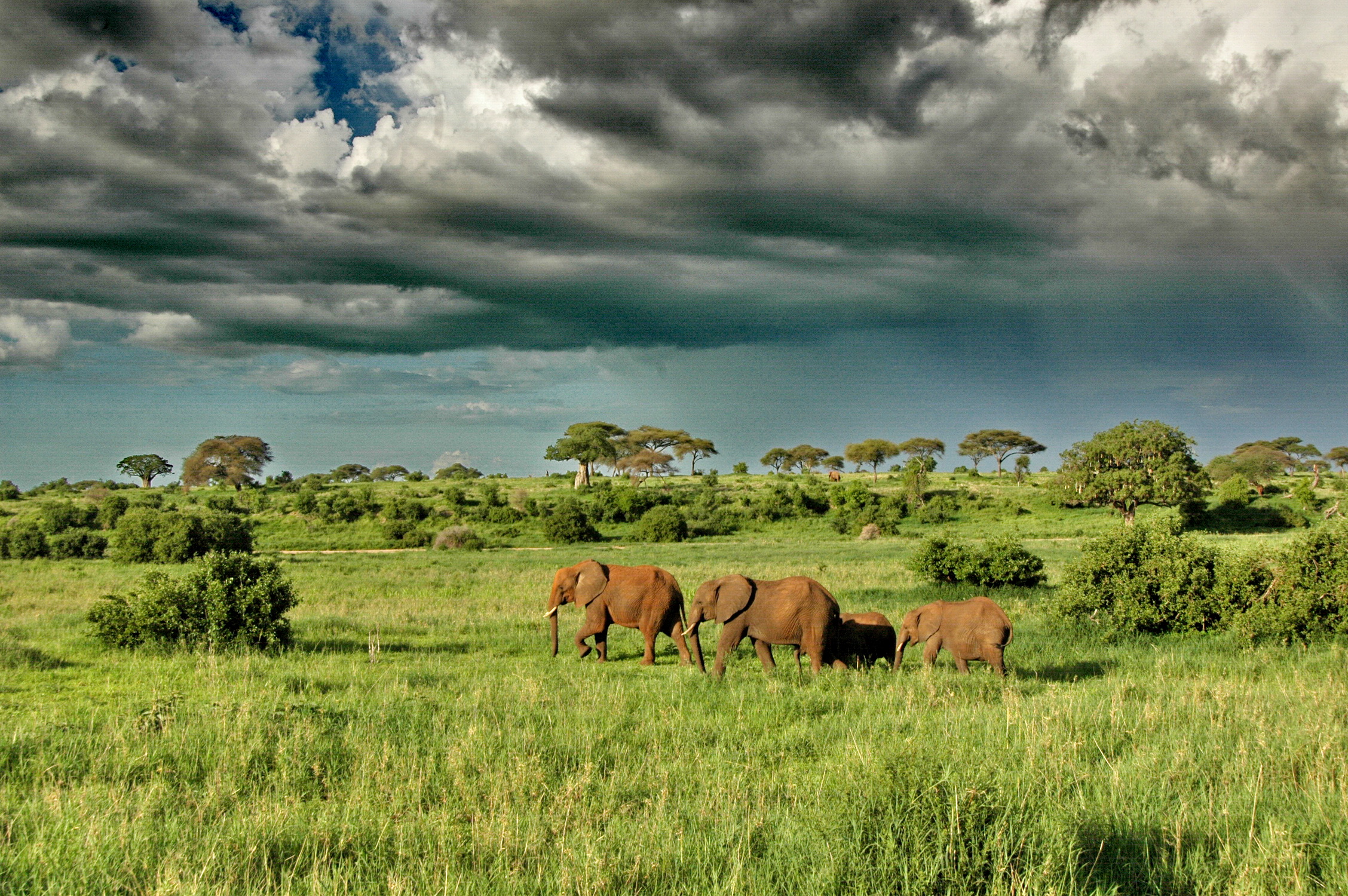 Serengeti